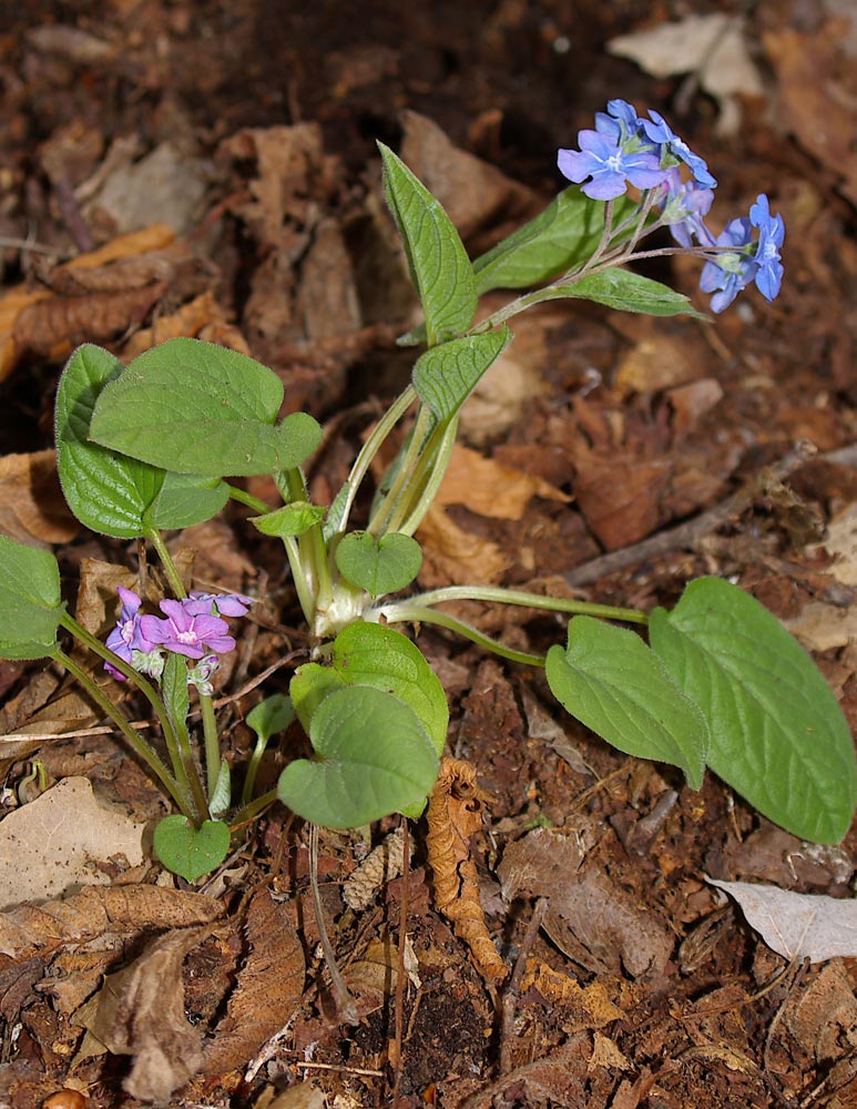 Omphalodes verna / Borrana